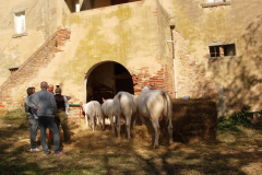 2007_carro-155