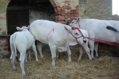 2007_carro-227