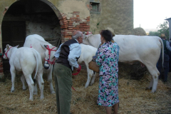 2007_carro-236