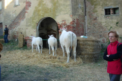 2007_carro-254