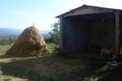 2007_carro-310