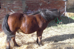2007_carro-415