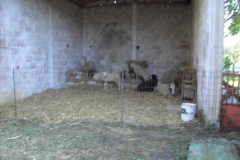2007_carro-420