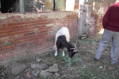 2007_carro-429
