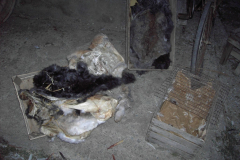 2007_carro-596