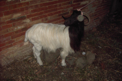 2007_carro-604