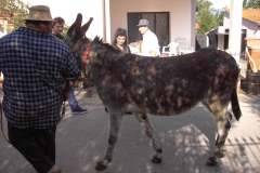 2009_carro-123