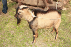 2010_carro-200