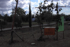 2011_carro-264
