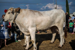 2018_carro-295