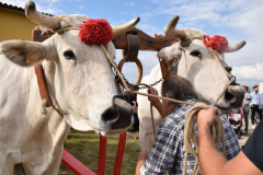 2022_carro_agricolo-107