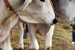 2022_carro_agricolo-120
