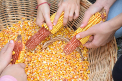 2022_carro_agricolo-185
