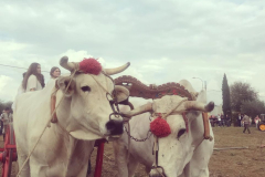 2022_carro_agricolo-209