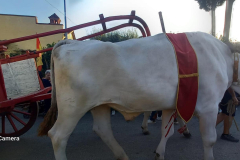 2023_mostra_del_carro_fratticciola-28