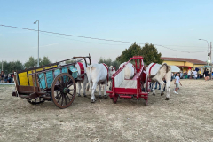 2023_festa_del_carro-104