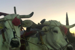 2023_festa_del_carro-120