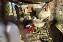 2023_festa_del_carro-56