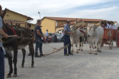 carro_2019_canapa_314