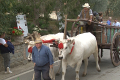 carro_2019_canapa_343