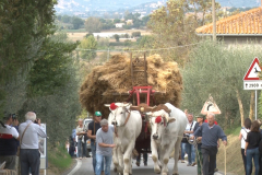 carro_2019_canapa_352