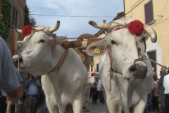 carro_2019_canapa_360