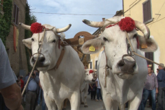 carro_2019_canapa_361