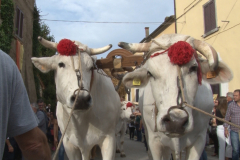 carro_2019_canapa_362