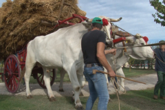 carro_2019_canapa_375
