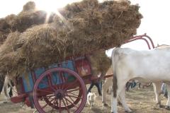 carro_2019_canapa_386