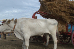 carro_2019_canapa_394