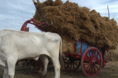 carro_2019_canapa_395