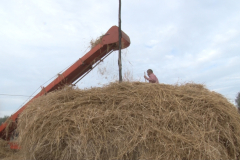 carro_2019_canapa_447