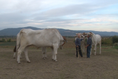 carro_2019_canapa_490