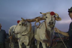 carro_2019_canapa_559