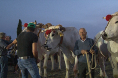 carro_2019_canapa_563