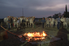 carro_2019_canapa_564